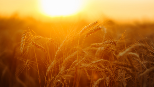 Experimental Farm Uses Innovative Method to Save Water
