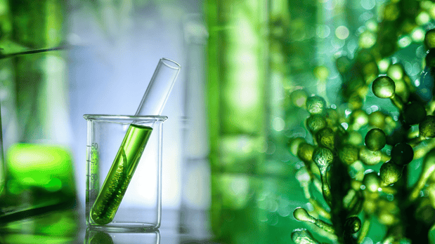 Algae Blooms - Efilters.ca