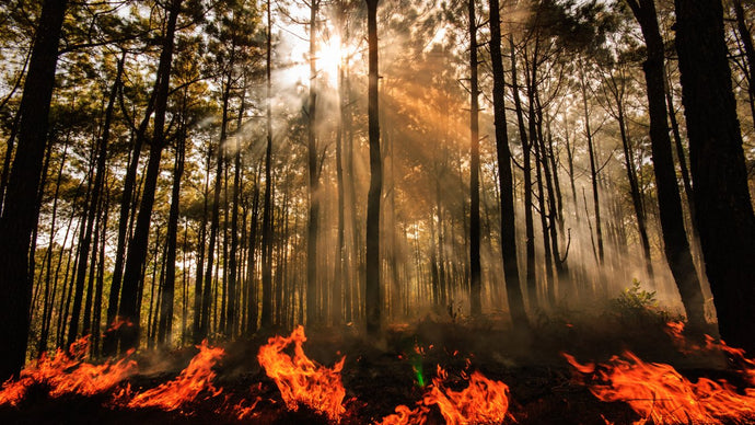 How Forest Fires May Affect Water Quality