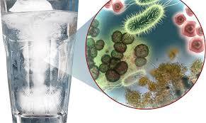 What Bacteria are in Drinking Water? - Efilters.ca